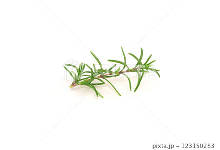 Rosemary isolated on white background.Copy space. Rosemary isolated on white background.Copy space. 123150283