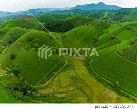 High angle view Rows of growing tea plantation at Long Coc mountains, Phu Tho province,Texture of Green tea leaf in northern Vietnam 123150378