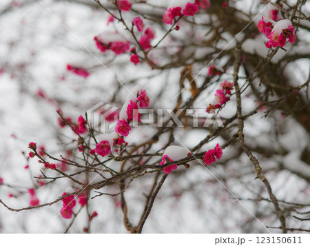 満開の梅に春雪が積もる 123150611