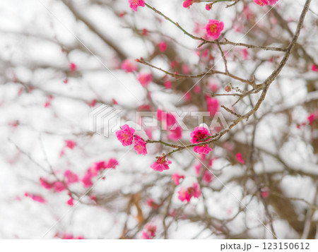 梅にわずかに積もる雪 123150612