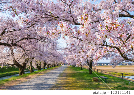 あさひ舟川の桜並木 あさひ舟川の桜並木 123151141