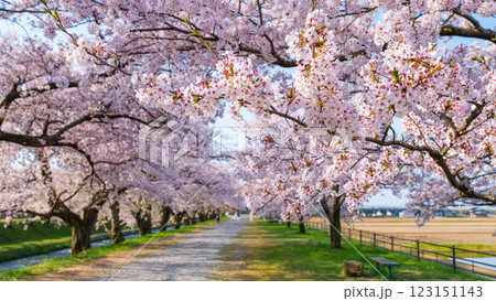 あさひ舟川の桜並木 123151143