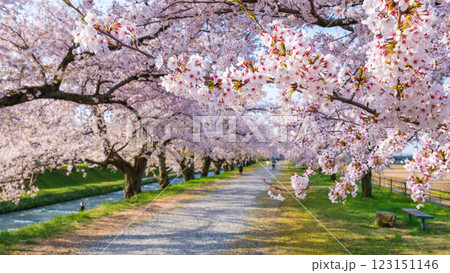 あさひ舟川の桜並木 123151146