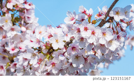 桜 123151167