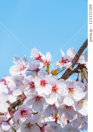 桜 123151169