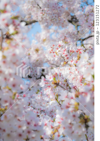 桜（ソフトフォーカス） 123151272