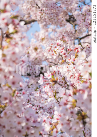 桜 桜 123151273