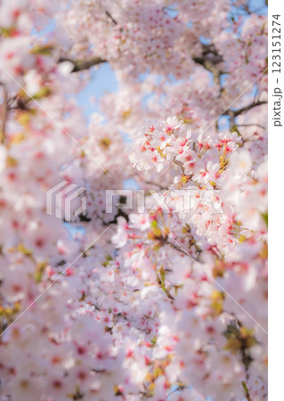 桜（ソフトフォーカス） 123151274
