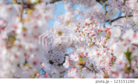 桜（ソフトフォーカス） 123151280