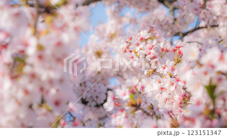 桜（ソフトフォーカス） 123151347