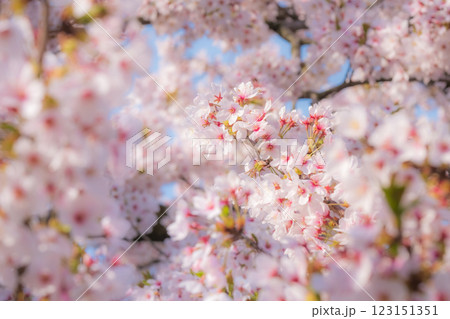 桜（ソフトフォーカス） 123151351