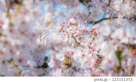 桜(ソフトフォーカス) 桜(ソフトフォーカス) 123151353