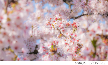 桜（ソフトフォーカス） 123151355