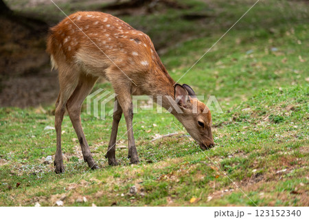 鹿が草を食む自然の風景 123152340