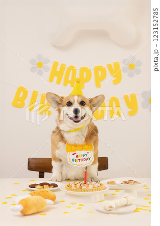 A cute puppy wearing a cone hat and enjoying his birthday 123152785