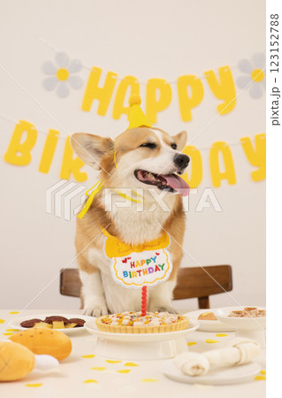 A cute puppy wearing a cone hat and enjoying his birthday 123152788