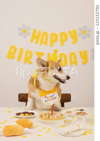 A cute puppy wearing a cone hat and enjoying his birthday A cute puppy wearing a cone hat and enjoying his birthday 123152792