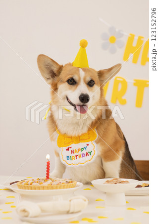 A cute puppy wearing a cone hat and enjoying his birthday A cute puppy wearing a cone hat and enjoying his birthday 123152796