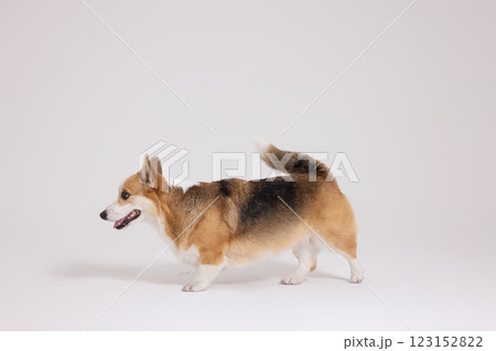 Cute and lovely Welsh Corgi 123152822