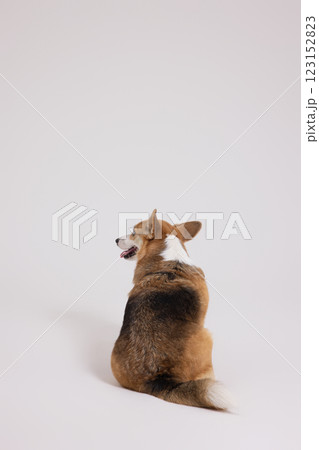 Cute and lovely Welsh Corgi Cute and lovely Welsh Corgi 123152823