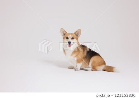 Cute and lovely Welsh Corgi 123152830