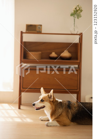 Cute Welsh Corgi lying on the floor Cute Welsh Corgi lying on the floor 123152920