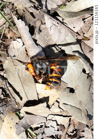 オオスズメバチの死骸 123156165