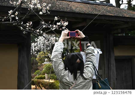 満開のウメの花・日本観光旅行素材 123156476