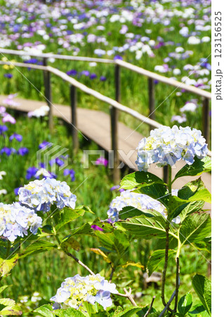 本土寺　美しいあじさいと花菖蒲（千葉県松戸市） 123156525