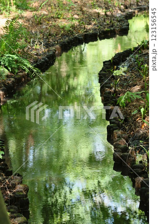 湿地帯の水路　夏 123156545