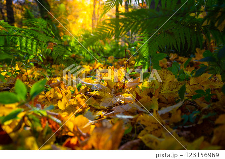 The  Hermitage is a woodland walk with stunning views of the waterfall, river, and a great place to enjoy and take in nature and the relaxing atmosphere especially in autumn, Dunkeld, Perth, Scotland  123156969
