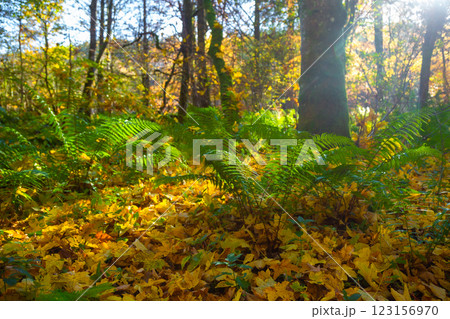 The Hermitage is a woodland walk with stunning views of the waterfall, river, and a great place to enjoy and take in nature and the relaxing atmosphere especially in autumn, Dunkeld, Perth, Scotland The Hermitage is a woodland walk with stunning views of the waterfall, river, and a great place to enjoy and take in nature and the relaxing atmosphere especially in autumn, Dunkeld, Perth, Scotland 123156970