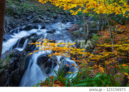 The  Hermitage is a woodland walk with stunning views of the waterfall, river, and a great place to enjoy and take in nature and the relaxing atmosphere especially in autumn, Dunkeld, Perth, Scotland  123156973
