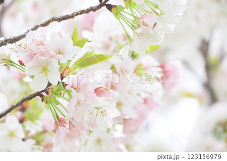 春の桜の花のアップ 123156979
