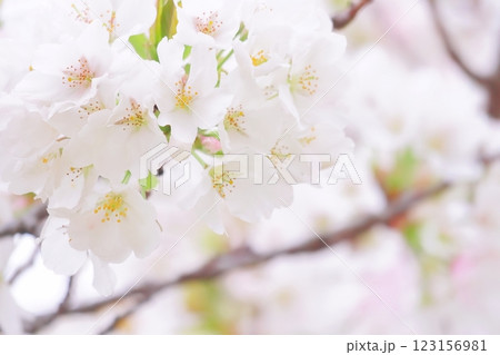 春の桜の花のアップ 123156981