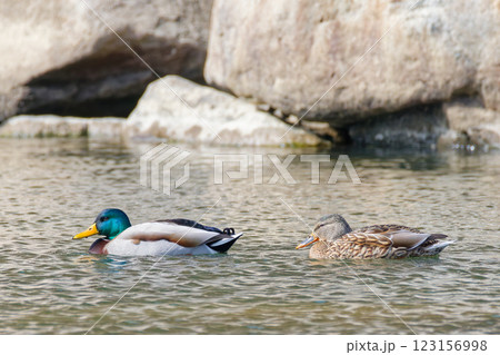 渓流で番いで泳ぐマガモ 123156998