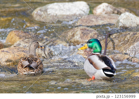渓流にいるつがいのマガモ 123156999