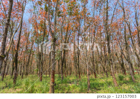 In the summer, the leaves in rubber trees will start to change from green to orange, which is the time to stop tapping rubber in Pathio, Chumphon  123157003