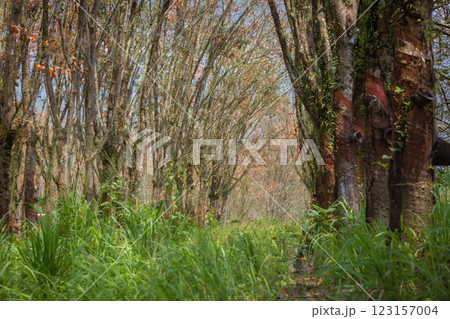 In the summer, the leaves in rubber trees will start to change from green to orange, which is the time to stop tapping rubber in Pathio, Chumphon  123157004