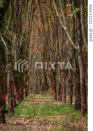 In the summer, the leaves in rubber trees will start to change from green to orange, which is the time to stop tapping rubber in Pathio, Chumphon  123157008