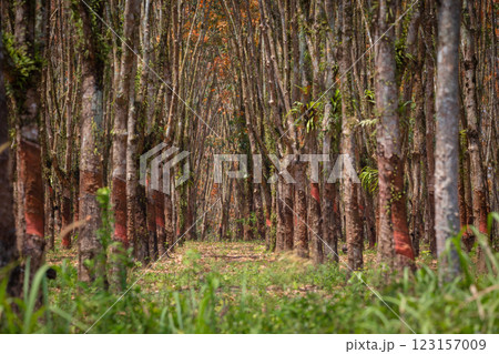 In the summer, the leaves in rubber trees will start to change from green to orange, which is the time to stop tapping rubber in Pathio, Chumphon In the summer, the leaves in rubber trees will start to change from green to orange, which is the time to stop tapping rubber in Pathio, Chumphon 123157009