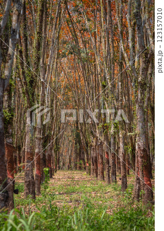 In the summer, the leaves in rubber trees will start to change from green to orange, which is the time to stop tapping rubber in Pathio, Chumphon  123157010