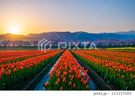 あさひ舟川(春・夜明け) あさひ舟川(春・夜明け) 123157165