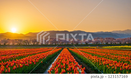 あさひ舟川（春・夜明け） 123157169