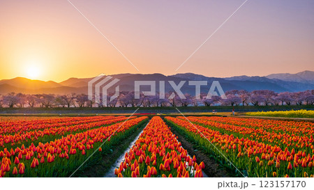 あさひ舟川（春・夜明け） 123157170