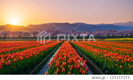 あさひ舟川(春・夜明け) あさひ舟川(春・夜明け) 123157173