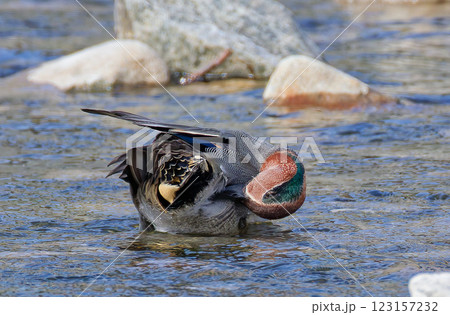 羽繕いをするコガモ雄 123157232