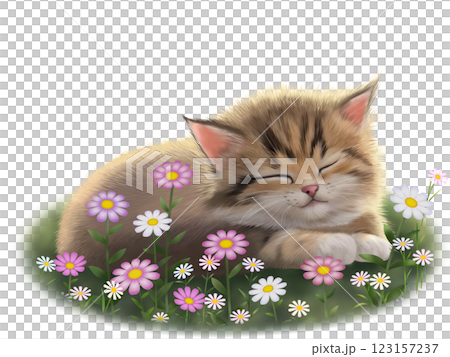 眠っているネコの背景 C 眠っているネコの背景 C 123157237