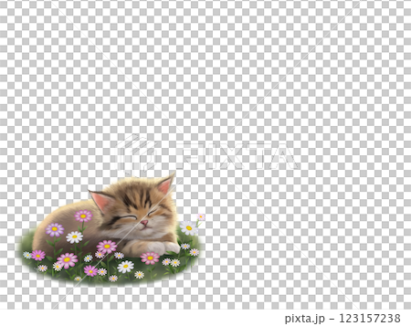 眠っているネコの背景 D-1 眠っているネコの背景 D-1 123157238