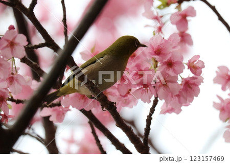 河津桜と蜜を吸うメジロ white-eye sucking cherry honey 河津桜と蜜を吸うメジロ white-eye sucking cherry honey 123157469